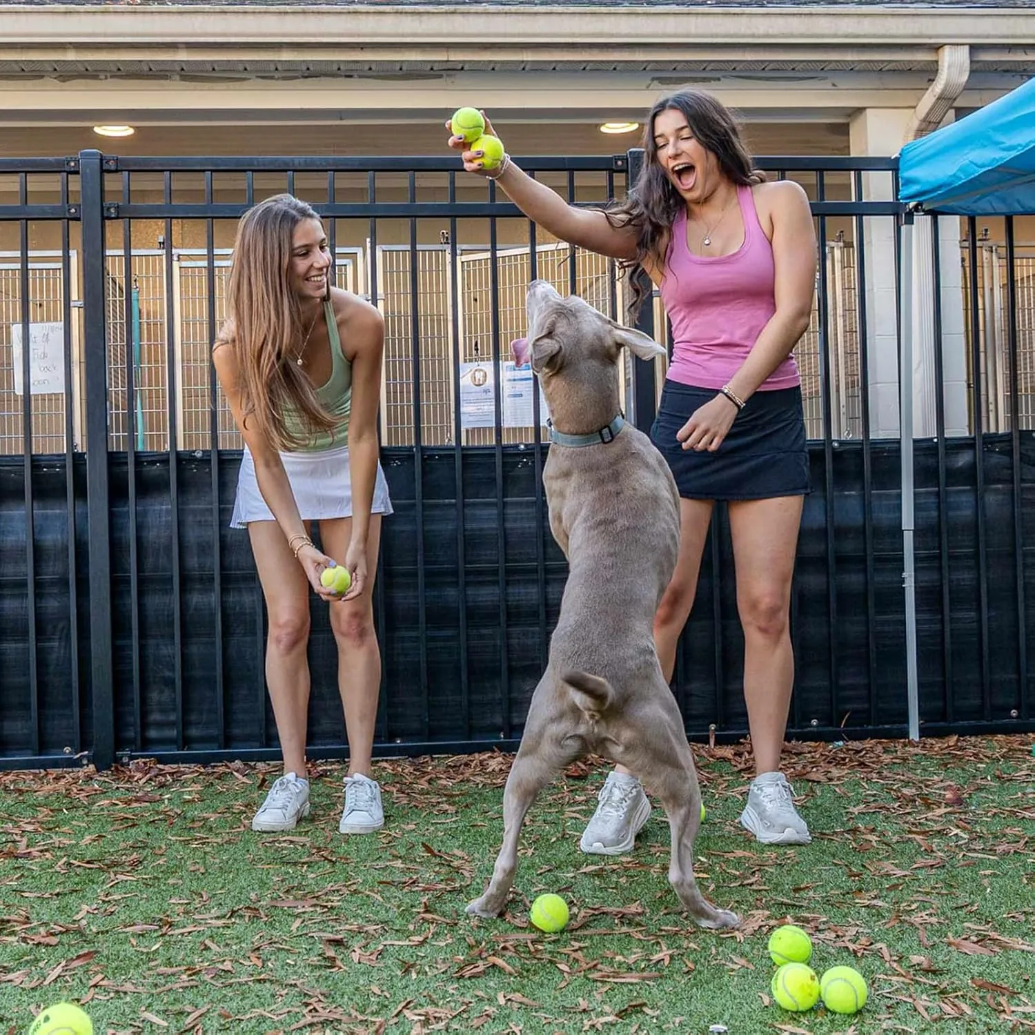 12 Pack Bulk Tennis Balls for Beginner – High Elasticity Practice Tennis Balls, with Mesh Bag for Pet Dog Training, Catching