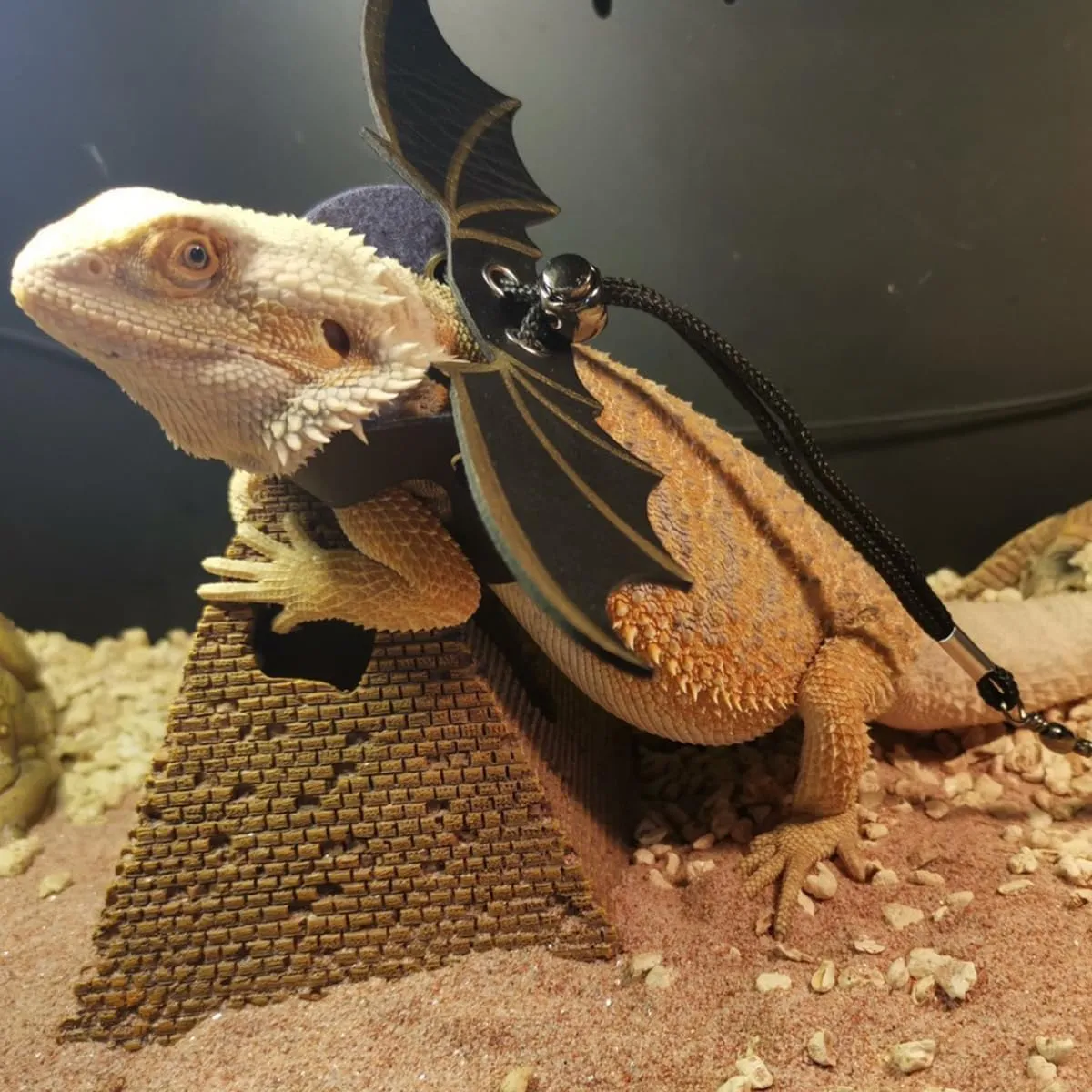 Bearded Dragon Lizard Backpack Carrier with Harness and Leash Set, Small Animal Carrier Backpack, Space Capsule Bubble Window, Small Pet Carrier Backpack, Airline Approved(Green)