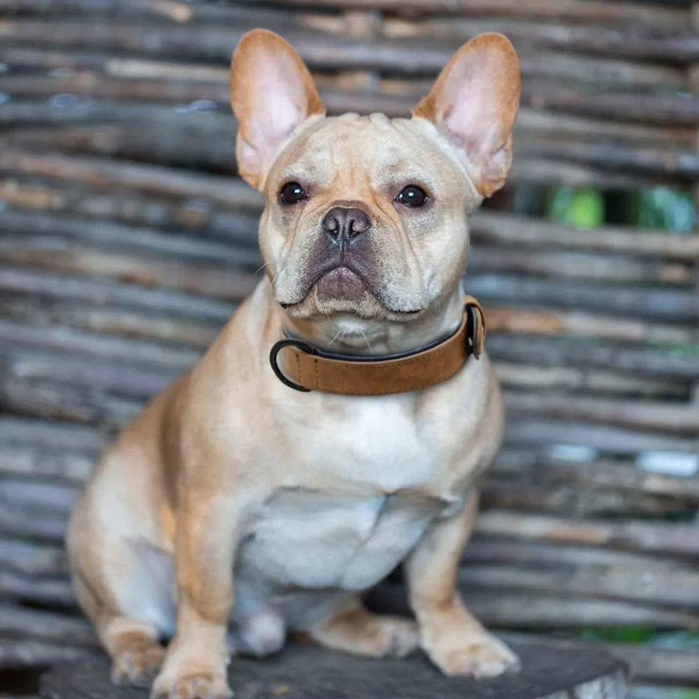Genuine Leather Large Dog Collar Padded Durable Dog Collars Real Leather Collar for Large Dog Rottweiler Labrador Pitbull Coffee L