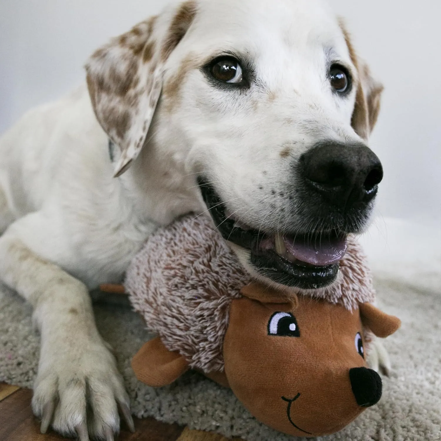 KONG Comfort Hedgehug Plush Dog Toy – Soft Squeaky Cuddly Toy for Dogs, Ideal for Gentle Chewers and Snuggling (Medium)