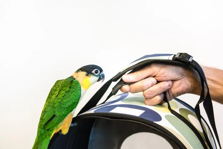 Prevue Softcase Bird Travel Carrier - Small
